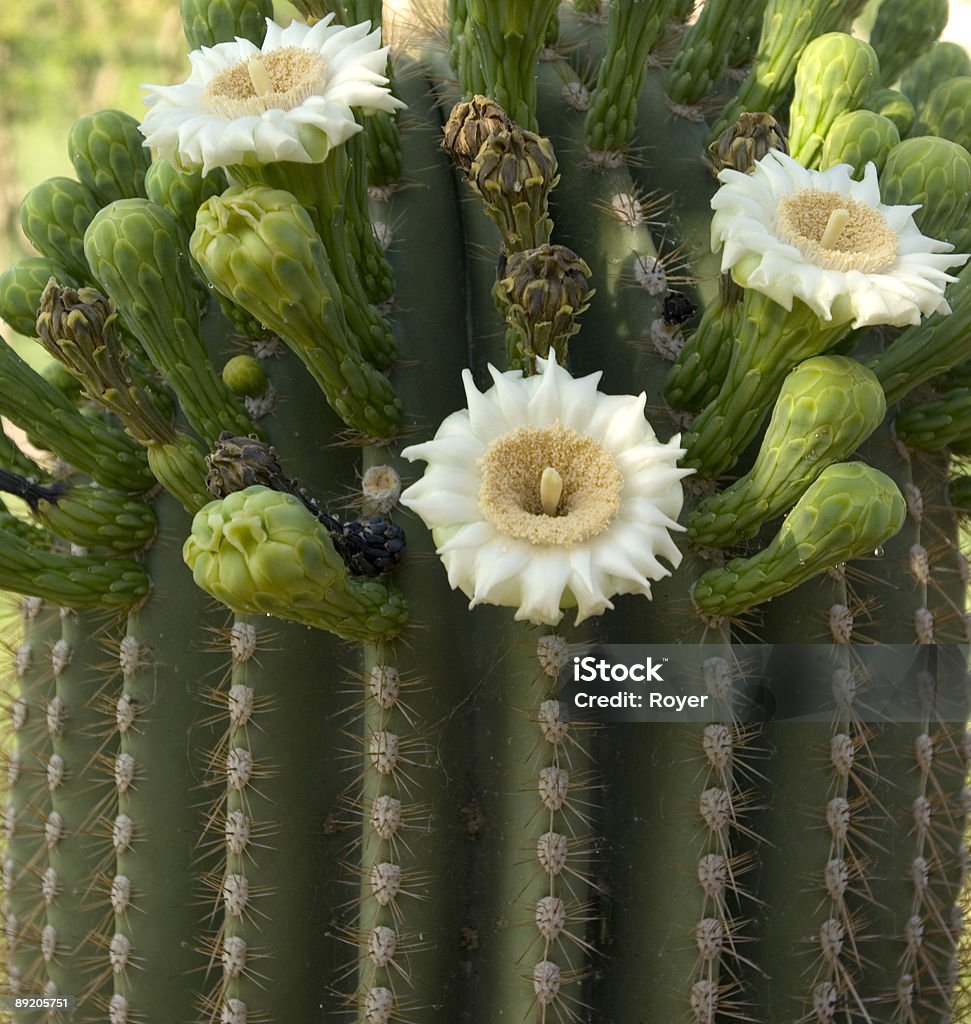 Cactus Saguaro de bloom - Foto de stock de Afilado libre de derechos