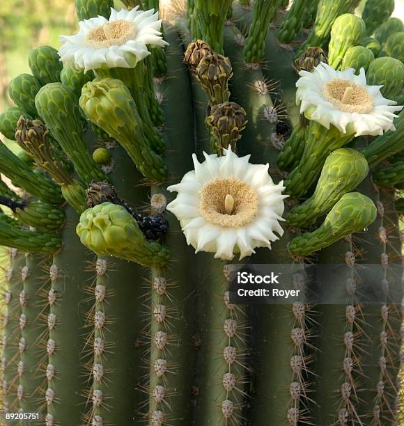 Cactus Saguaro De Bloom Foto de stock y más banco de imágenes de Afilado - Afilado, Belleza de la naturaleza, Brote