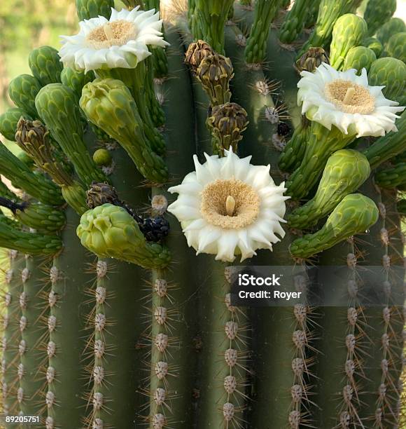 Cato De Carnegia Gigantea Em Bloom - Fotografias de stock e mais imagens de Afiado - Afiado, Antigo, Beleza natural