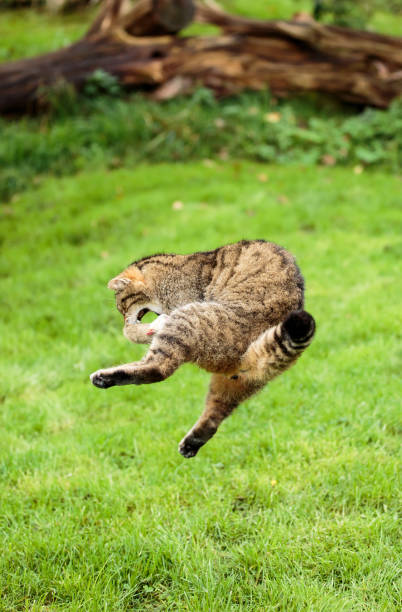 istock A Scottish Wildcat leaping to catch a bird 892060386