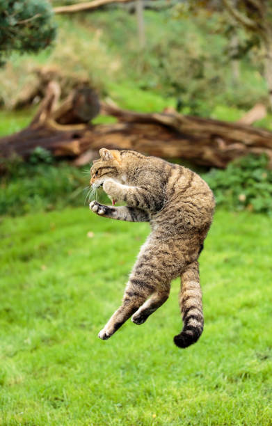 istock A Scottish Wildcat leaping to catch a bird 892060398