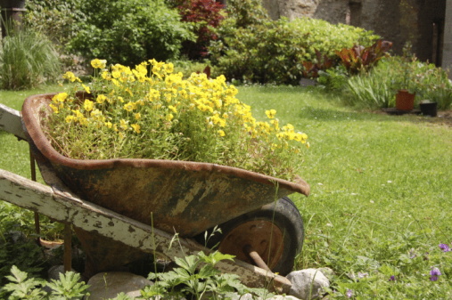 Rusty Wheelbarrow filled with Yellow Flowers