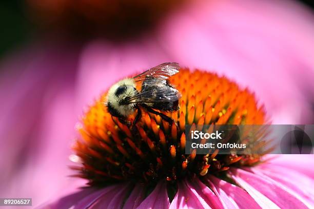 Hummel Auf Rosa Sonnenhutpflanzengattung Blume Stockfoto und mehr Bilder von Blume - Blume, Einzelne Blume, Farbbild