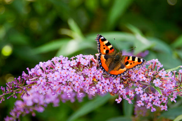 tortoisehell borboleta - small tortoiseshell butterfly - fotografias e filmes do acervo