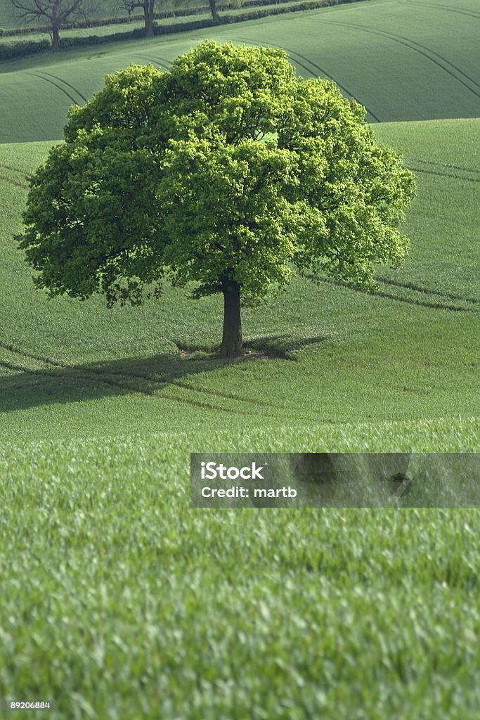 Oak in campi ondeggianti - Foto stock royalty-free di Agricoltura biologica