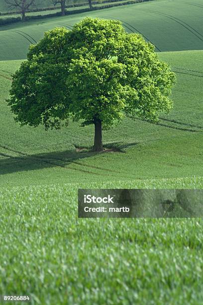 Oak In Campi Ondeggianti - Fotografie stock e altre immagini di Agricoltura biologica - Agricoltura biologica, Albero, Ambientazione esterna