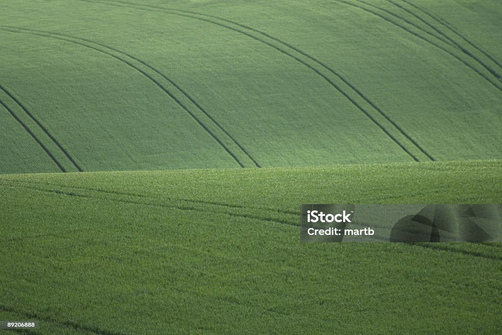 Colline di cereali colture - Foto stock royalty-free di Agricoltura biologica