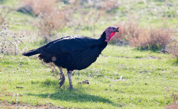 istock a turkey on a farm outdoors 892068996
