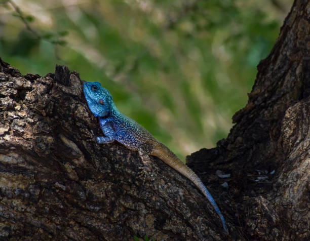 istock A lizard from Kruger Park South Africa 892070012