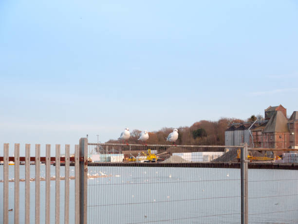 istock three terns seagulls perched atop a metal fence animals birds coast water seafront 892070254