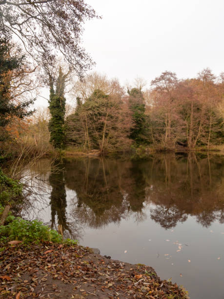 istock gamekeeper's pond winter autumn trees sunlight lake bare branches landscape 892070364