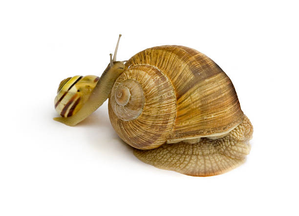 caracol - remote shell snail isolated - fotografias e filmes do acervo