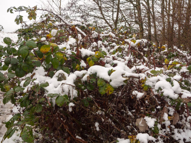 istock snow covered foliage outside forest green brown dead dying close up 892077050