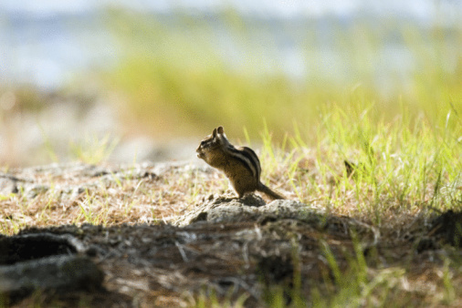 Chipmunk leaping on a rock in the woods.