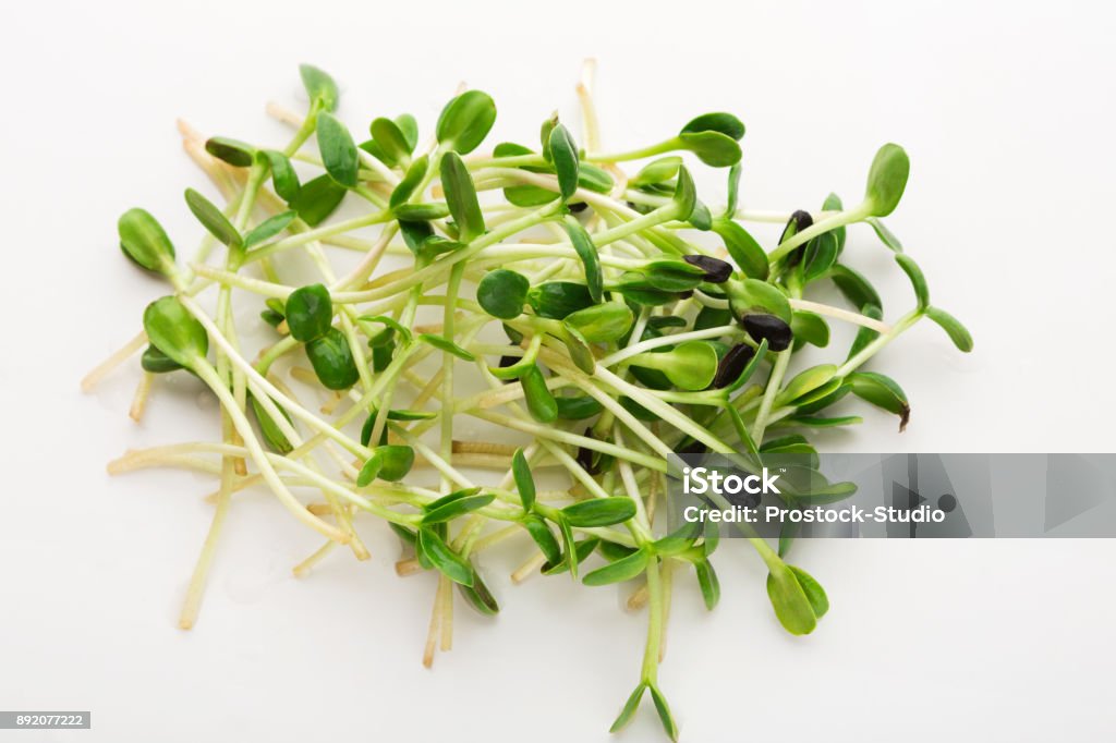 Micro greens top view isolated at white Micro greens isolated on white background, copy space, top view. Assortment of mustard baby sprouts, mockup for healthy eating and organic restaurant cooking advertisement Alfalfa Sprout Stock Photo