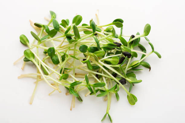 Micro greens top view isolated at white Micro greens isolated on white background, copy space, top view. Assortment of mustard baby sprouts, mockup for healthy eating and organic restaurant cooking advertisement watercress stock pictures, royalty-free photos & images