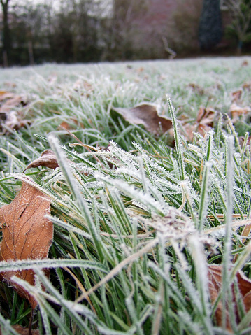 closeup of frost