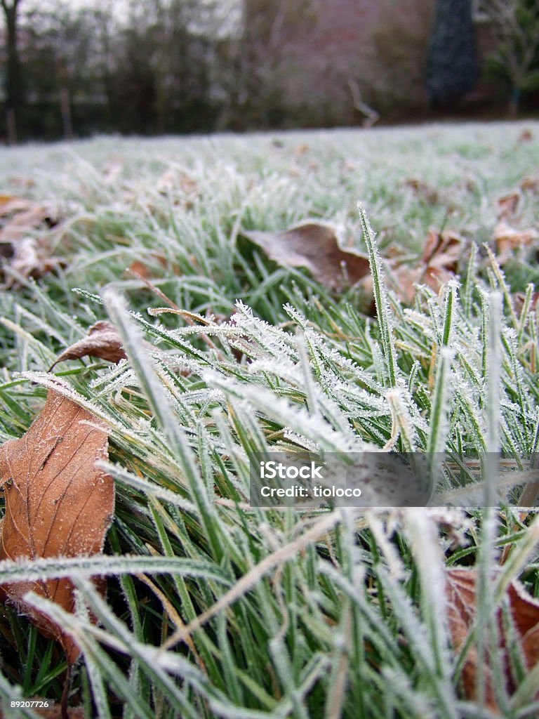 frosty frias manhã - Foto de stock de Folha royalty-free