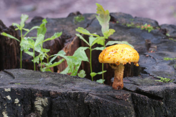 istock Pholiota aurivella mushroom and Oak seedlings 892077870