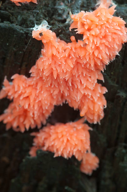 istock slime mould Tubifera ferruginosa 892078044