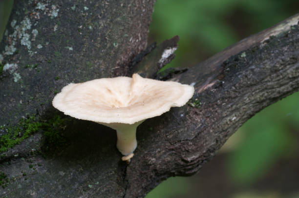 istock Polyporus tuberaster mushroom 892078256
