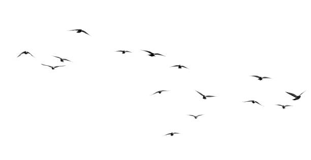istock flock of pigeons on a white background 892078278