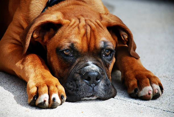 istock boxer puppy outdoors 89207953