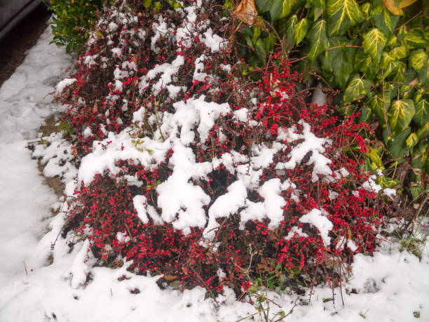 istock snow on red berry bush outside on floor winter 892080512