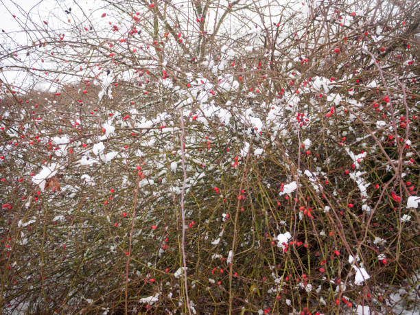 snow cover red berry bush and brown branches tree outside winter