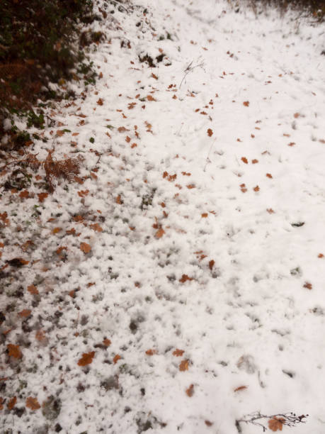 istock snow background floor winter outside country forest field texture 892080538
