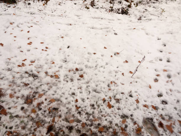 istock snow background floor winter outside country forest field texture 892080552