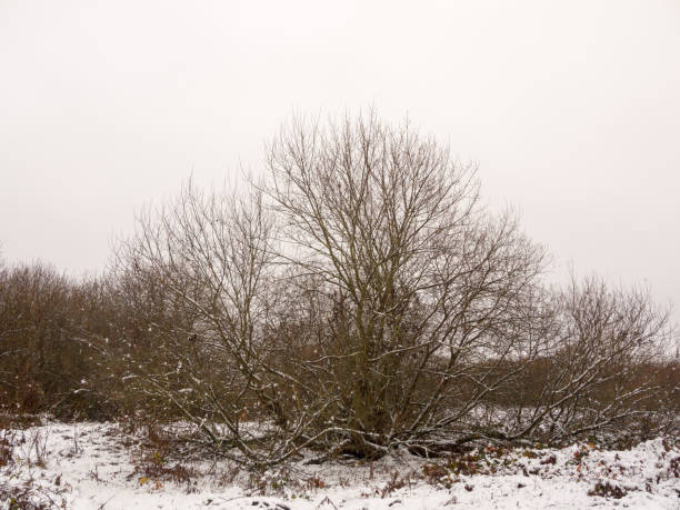 istock bare tree branches winter scene nature landscape outside snow 892080572