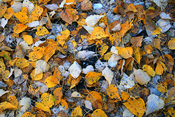 Vivid autumnal leaves fallen on the ground stock photo