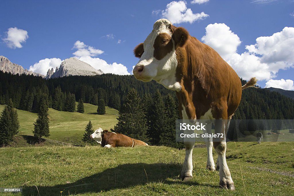 牛のクローズアップで山ドロミテ、イタリアのアルプス - イタリアのロイヤリティフリーストックフォト