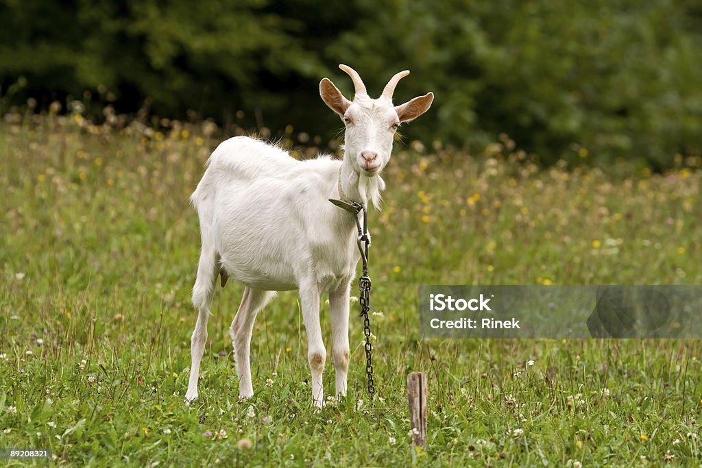 Goat - Lizenzfrei Agrarbetrieb Stock-Foto