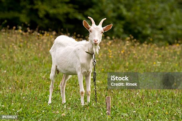 Capra - Fotografie stock e altre immagini di Ambientazione esterna - Ambientazione esterna, Animale, Animale domestico