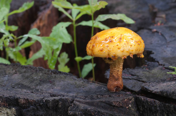 istock Pholiota aurivella mushroom and Oak seedlings 892083432