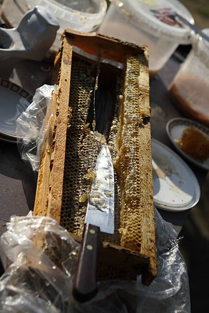Fresh Honeycomb