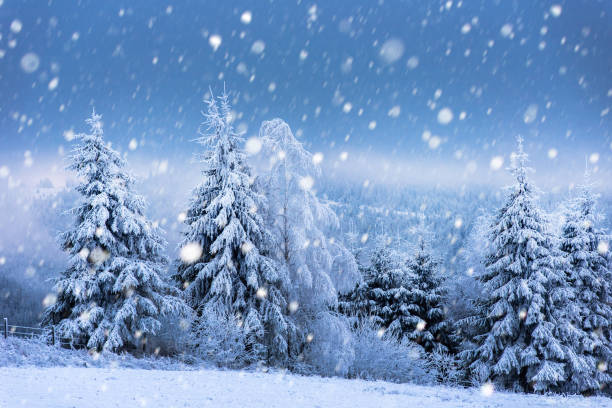 istock Christmas background with snowy fir trees 892083854