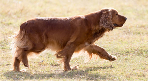 istock red dog on the nature 892083966