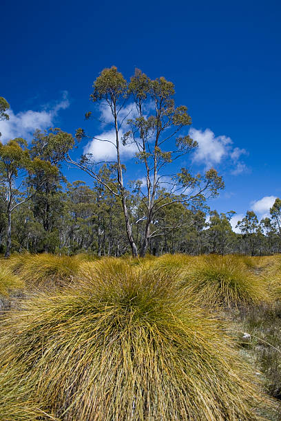 Cradle Mountain National Park Tasmania landscape stock photo