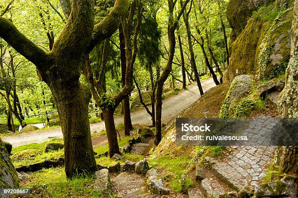 Alberi - Fotografie stock e altre immagini di Albero - Albero, Ambientazione tranquilla, Bellezza