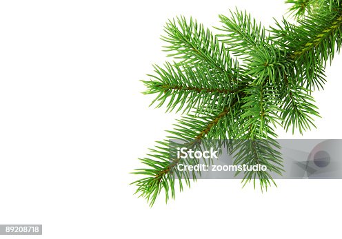 istock Christmas tree branch od white backgound 89208718