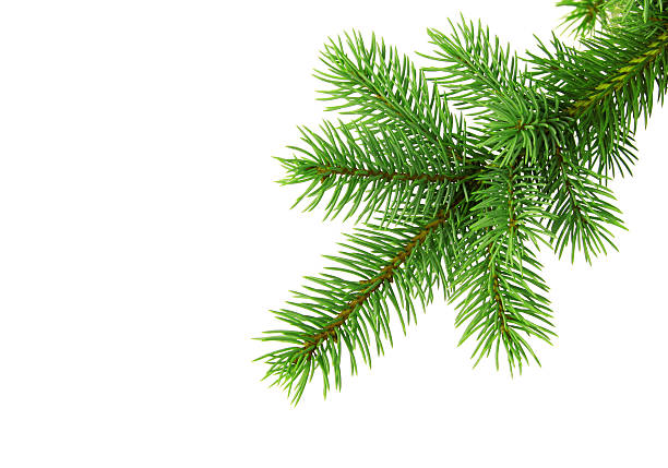 Christmas tree branch od white backgound Green christmas tree branch, pine or fir. Isolated, ready for background od christmas design. See more this series:::: needle plant part stock pictures, royalty-free photos & images