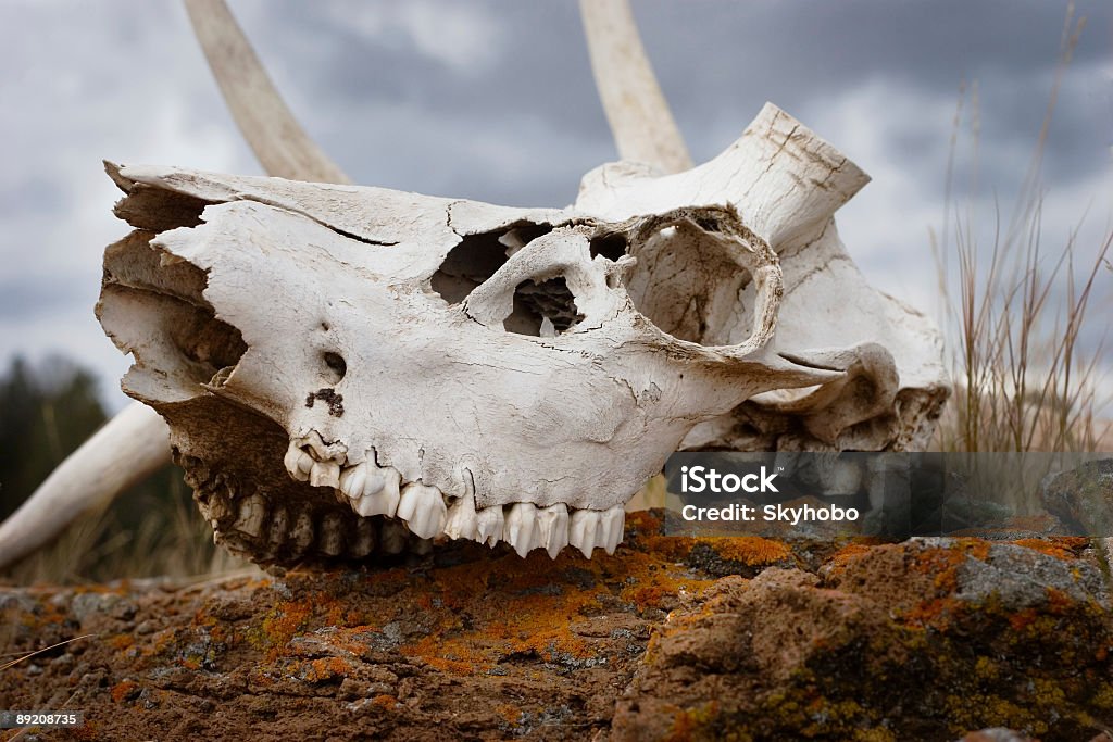 Blanqueado los huesos de Yellowstone - Foto de stock de Ciervo libre de derechos