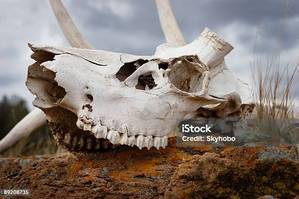 ブリーチ骨にイエローストーン - シカのストックフォトや画像を多数ご用意 - シカ, 犬用の骨, アメリカアカシカ