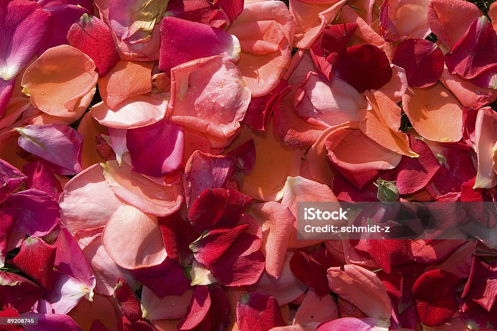 Kolorowy jesień liście z róż - Zbiór zdjęć royalty-free (Bez ludzi)