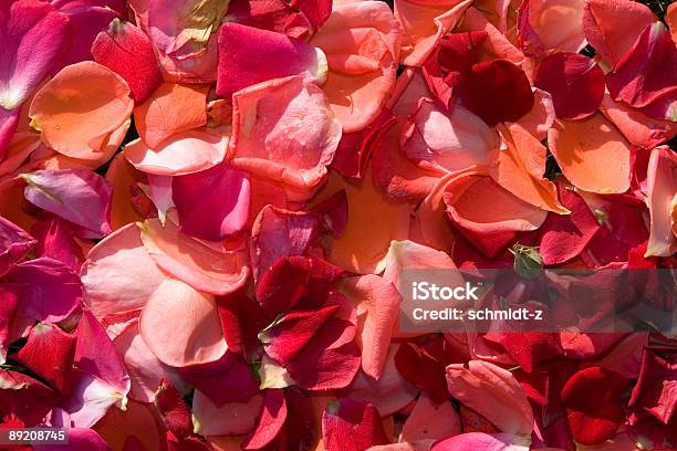 Красочные Осенние Листья Роз — стоковые фотографии и другие картинки Без людей - Без людей, Большая группа объектов, Время года