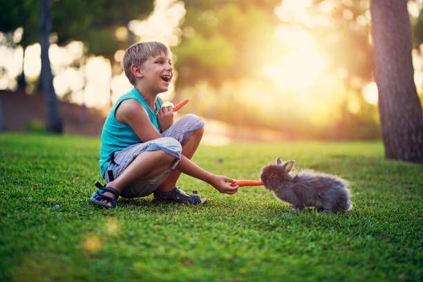 маленький мальчик кормит своего кролика на заднем дворе - rabbit child pets little boys стоковые фото и изображения