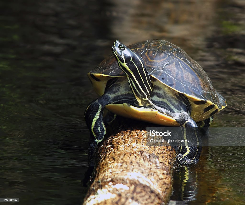 Tortuga de la Florida-Pseudemys Nelsoni Redbelly - Foto de stock de Pseudemys libre de derechos